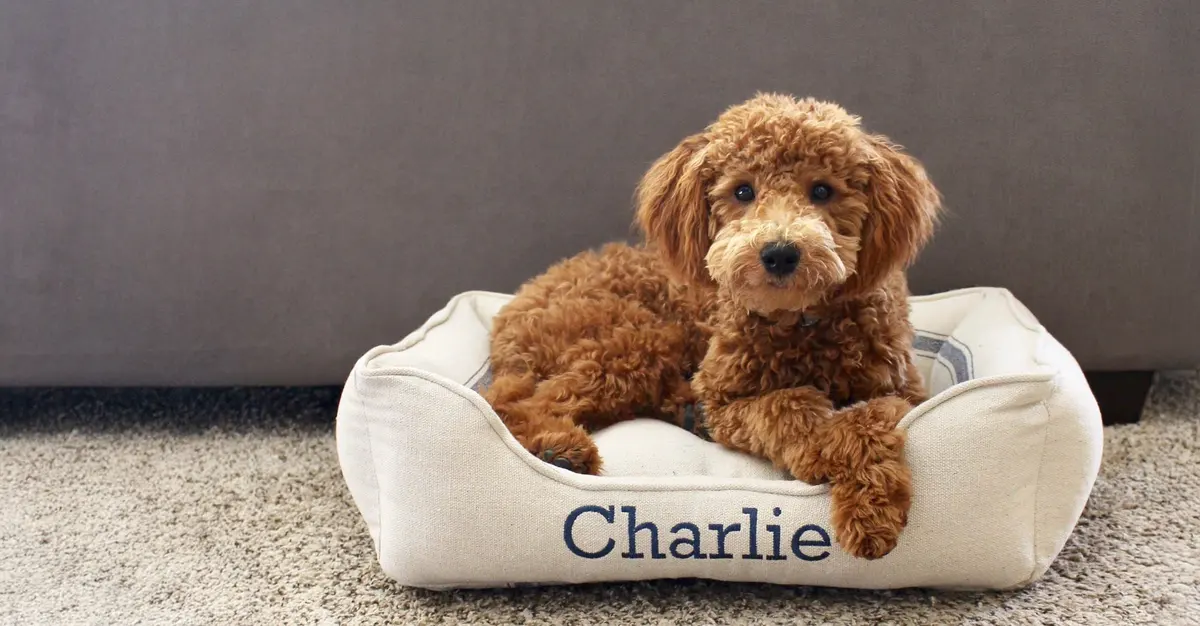 Red goldendoodle puppy in a cream cuddle bed embroidered with the name Charlie