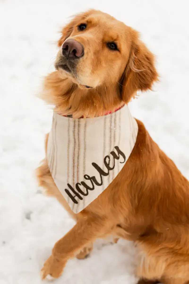 A customer's Bandana: Bandana Harley XXLarge