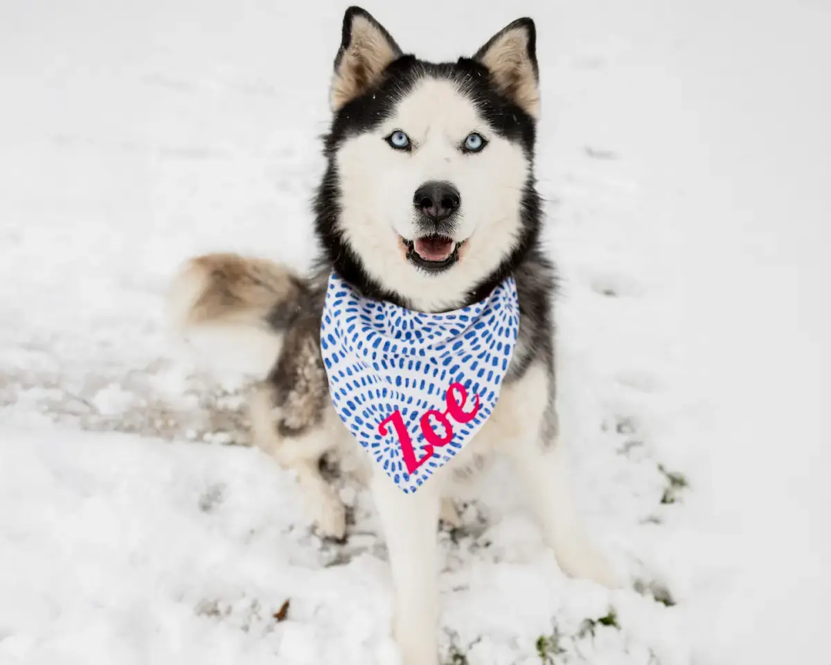 A customer's Bandana: Husky bandana pink blue