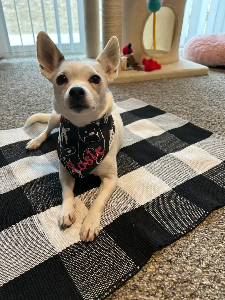 A customer's Bandana: Rosie Custom Bandana for Dog