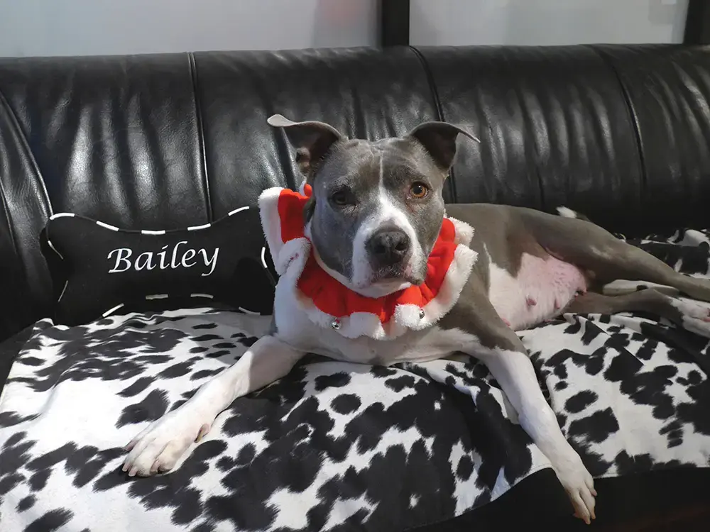 Bailey in their Bone Pillow, a customer photo