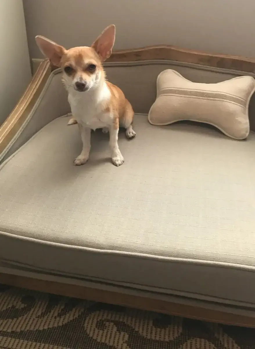 A customer's Bone Pillow: Feedsack Bone Pillow