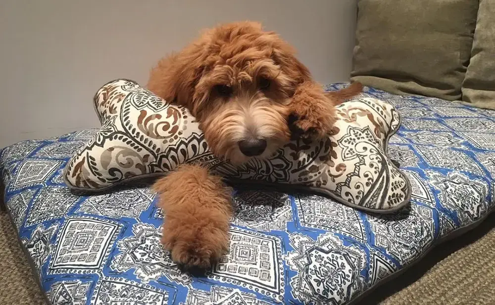 Flambeau in their Bone Pillow, a customer photo