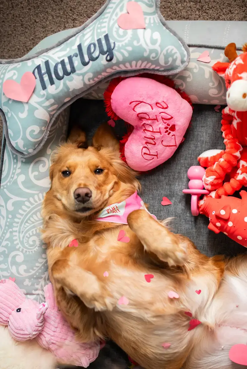 A customer's Bone Pillow: Large Bone Pillow Harley Valentines