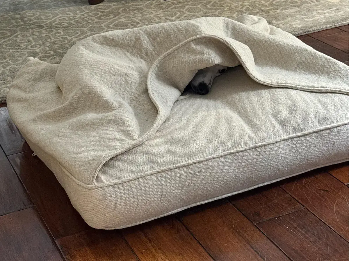 Cooper in their Cave Bed, a customer photo