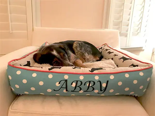 Abby in their Cozy Cuddle Pet Bed, a customer photo