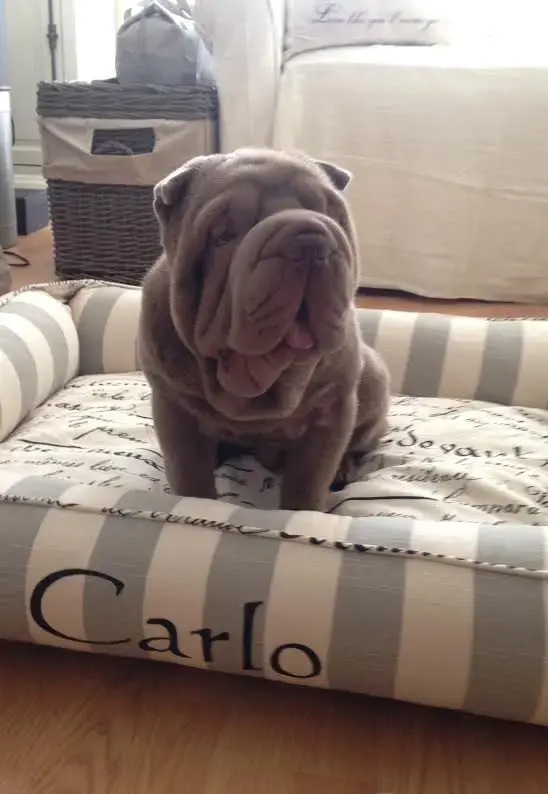 Carlo in their Cozy Cuddle Pet Bed, a customer photo