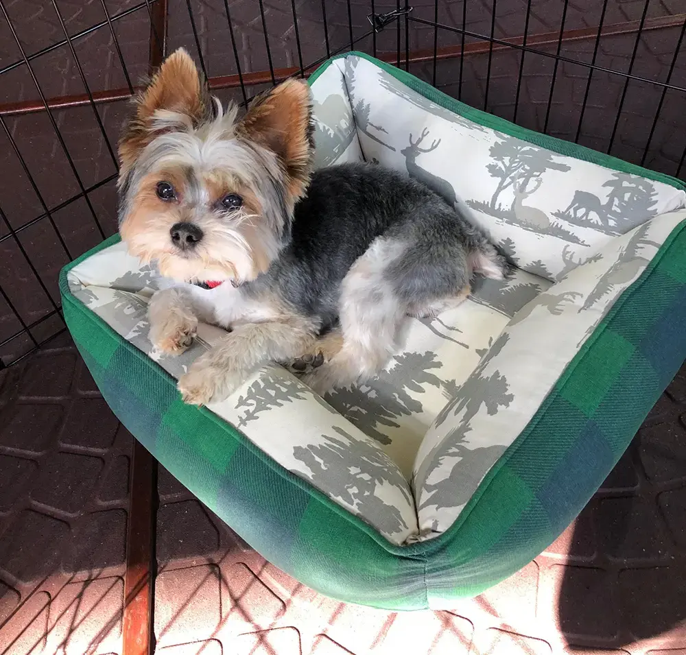 Chief in their Cozy Cuddle Pet Bed, a customer photo