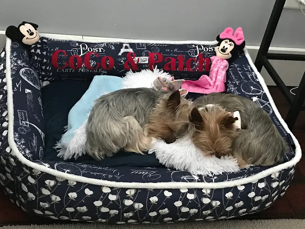 CoCo and Patch in their Cozy Cuddle Pet Bed, a customer photo