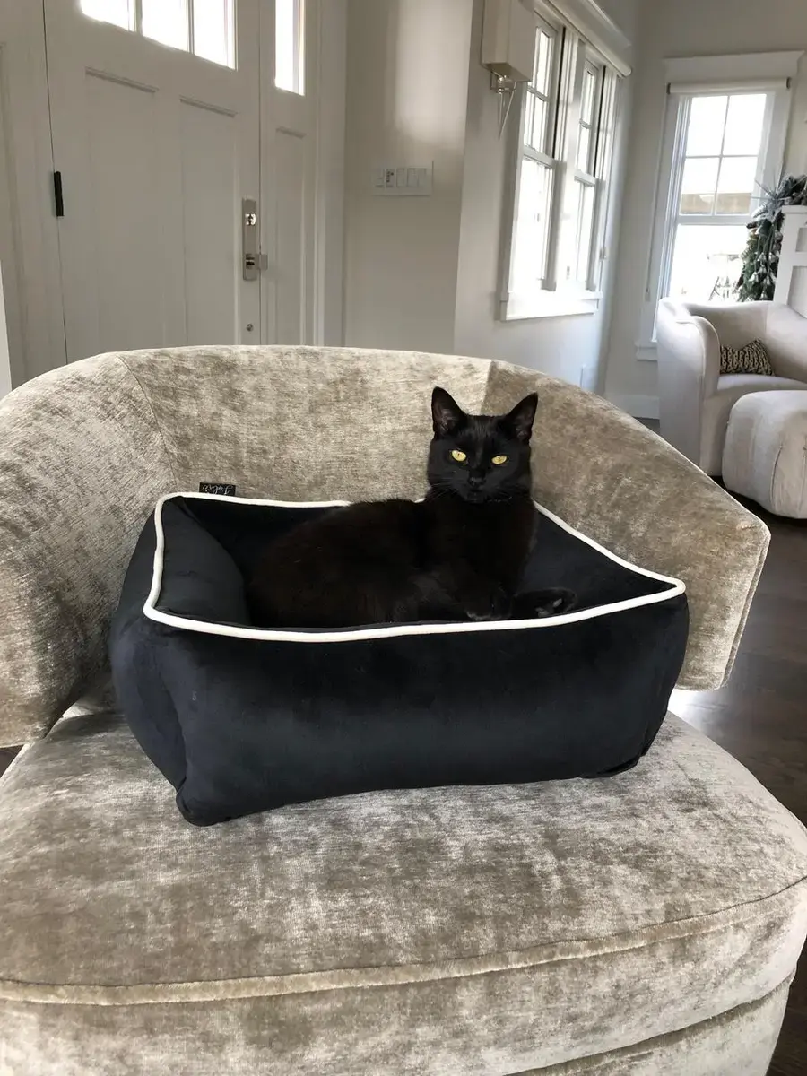 A customer's Cozy Cuddle Pet Bed: Ellie - cat