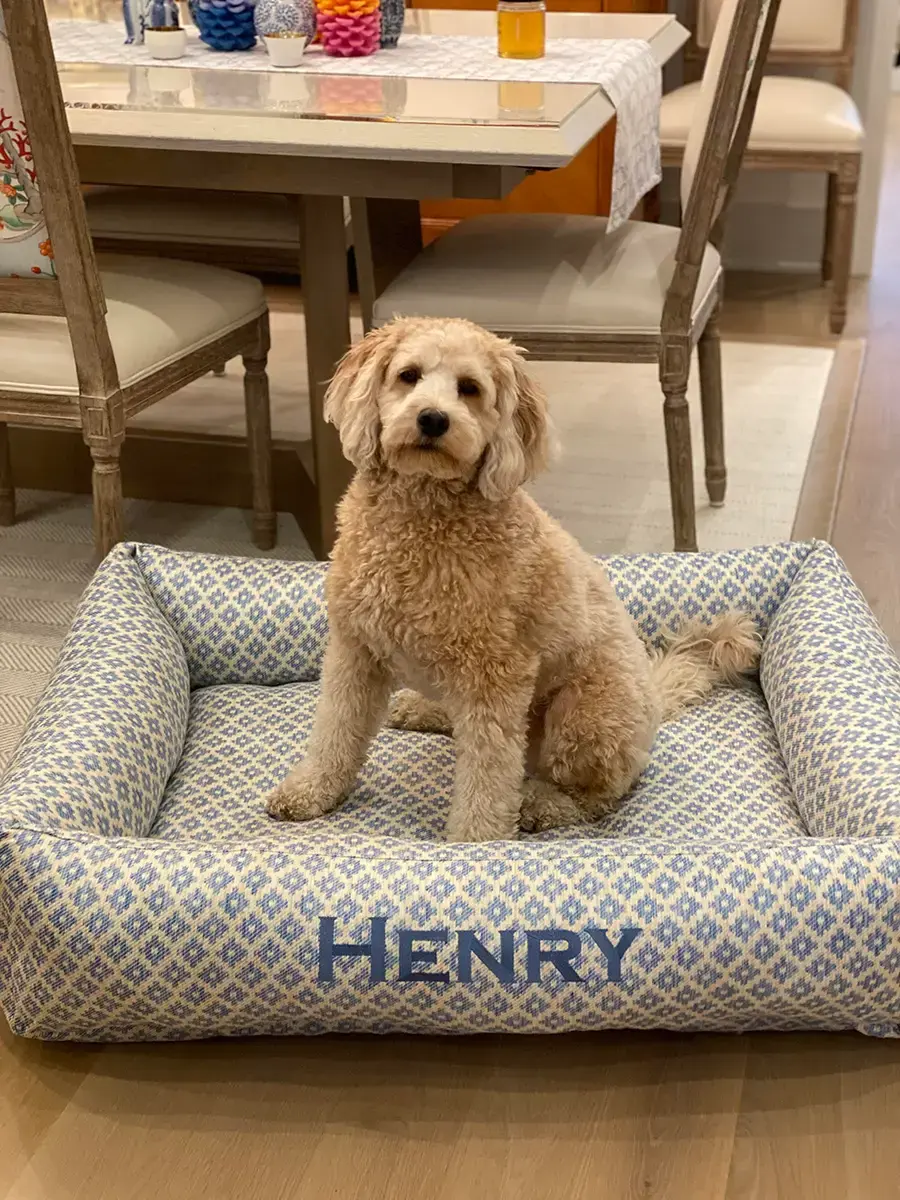 Henry in their Cozy Cuddle Pet Bed, a customer photo