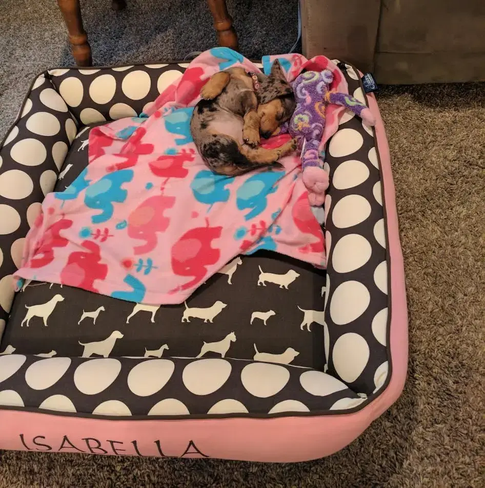 Isabella in their Cozy Cuddle Pet Bed, a customer photo