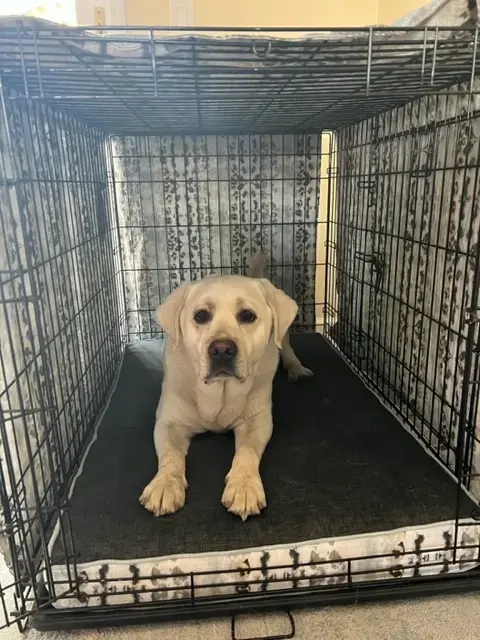 A customer's Crate Cover: Max custom crate cover and bed