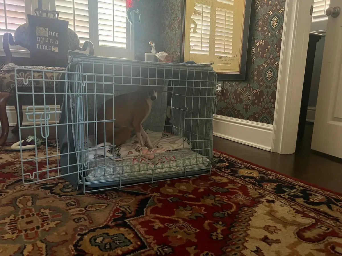 Micciu in their Crate Cover, a customer photo