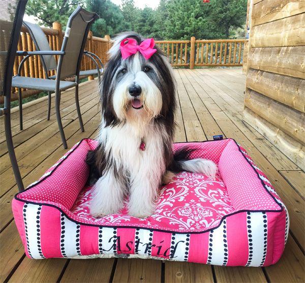 Astrid, a bearded collie with a pink bow, sitting in her pink striped Cuddle Bed embroidered with her name