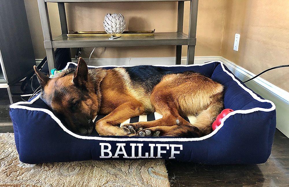 Bailiff, a German shepherd, curled up asleep in a navy Cuddle Bed with his name in white