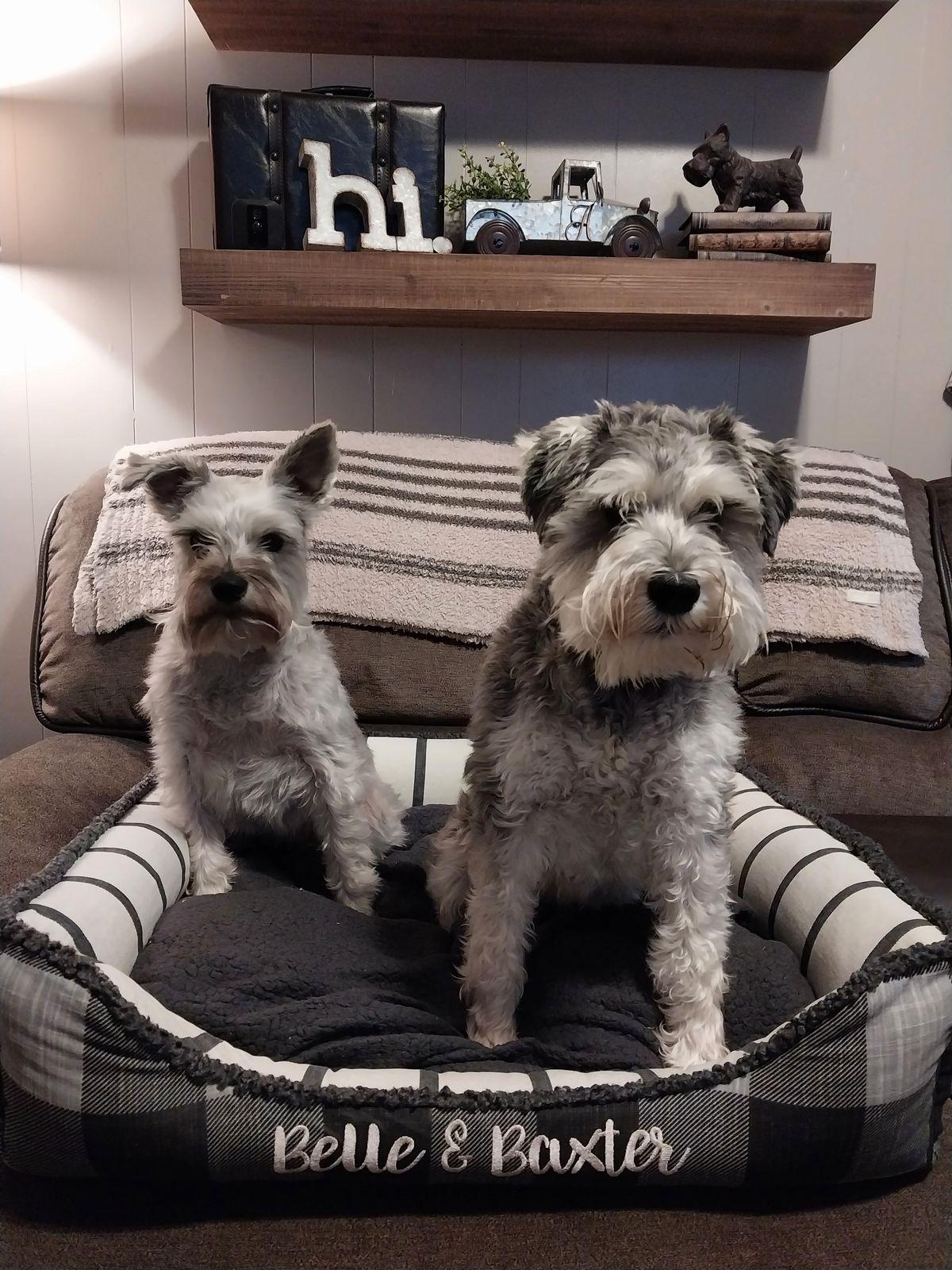 Belle and Baxter, two schnauzers, sitting together in a buffalo check Cuddle Bed with both names