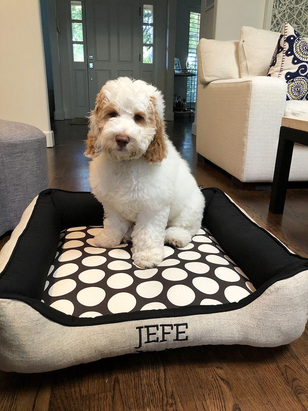 Jefe, a cream doodle, sitting in a polka dot Cuddle Bed with his name embroidered