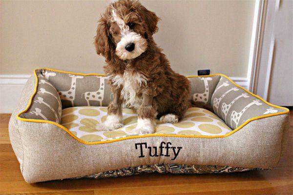 Tuffy, a brown and white puppy, in a giraffe-print Cuddle Bed with his name on the front