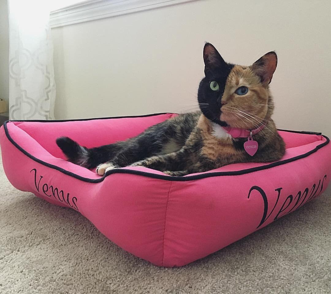 Venus the cat lounging in a hot pink Cuddle Bed embroidered with her name