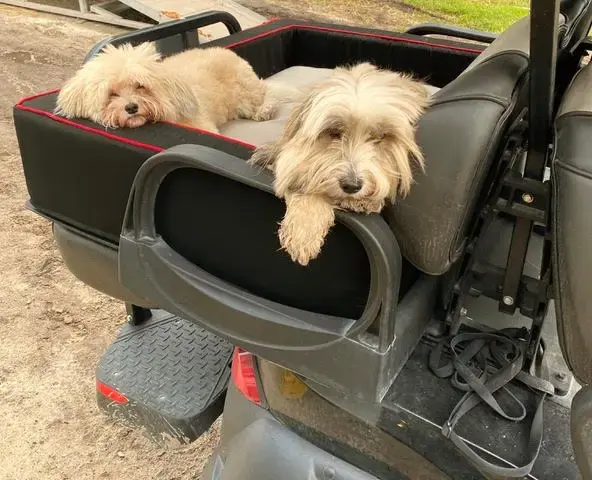 A customer's Edgy Pet Bed: 32x40 golf cart bed