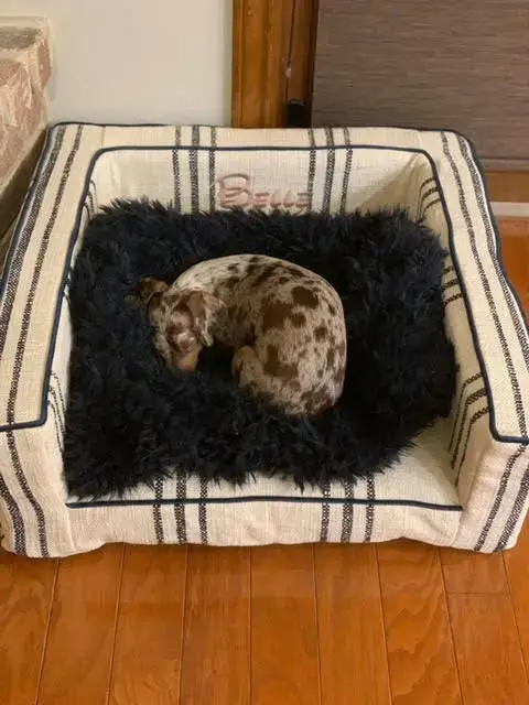 Belle in their Edgy Pet Bed, a customer photo