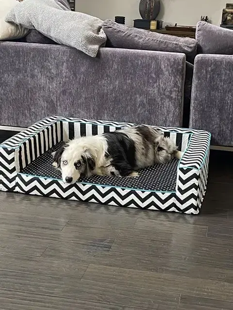 Chimi in their Edgy Pet Bed, a customer photo