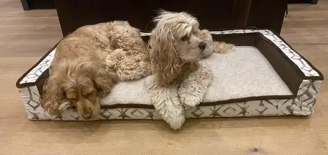 A customer's Edgy Pet Bed: Custom Size Edgy