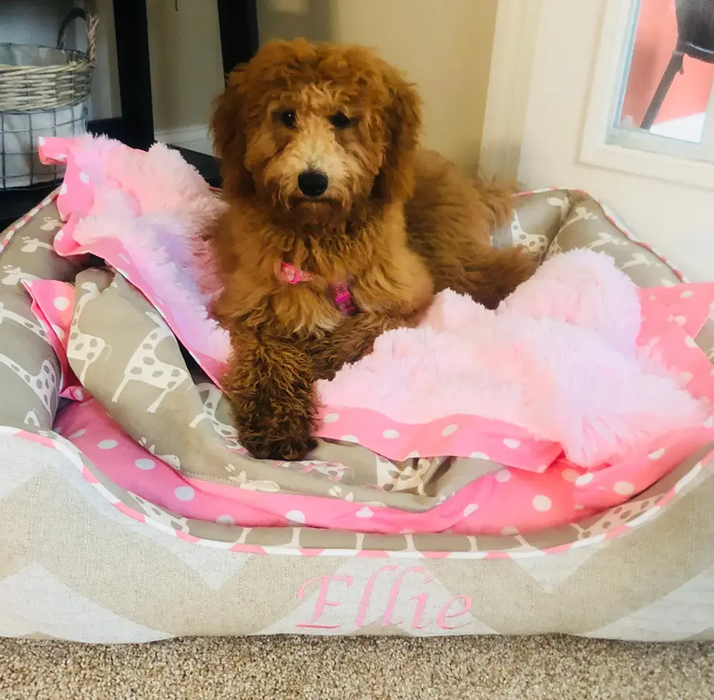 Ellie in their Luxurious Blanket, a customer photo