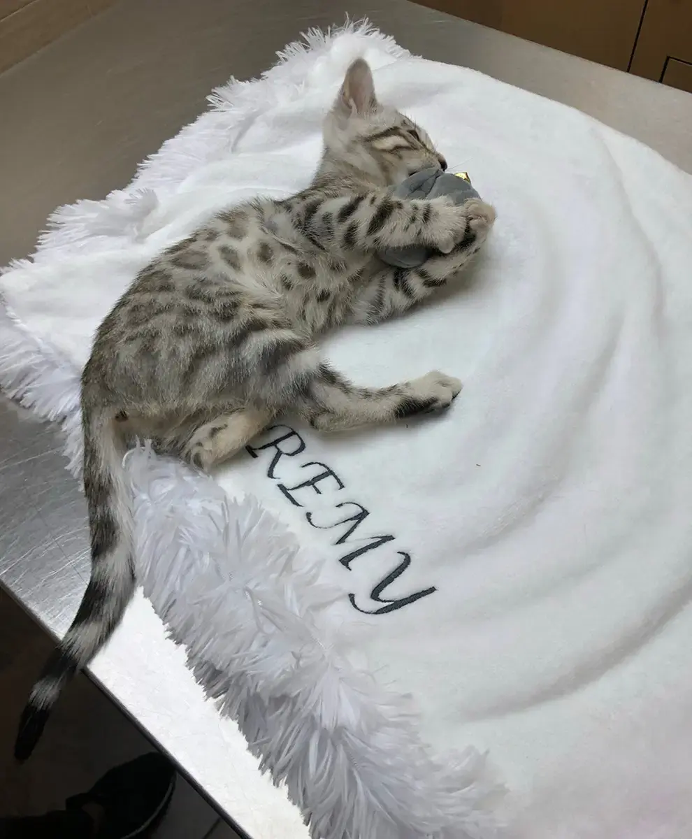 Remy in their Luxurious Blanket, a customer photo