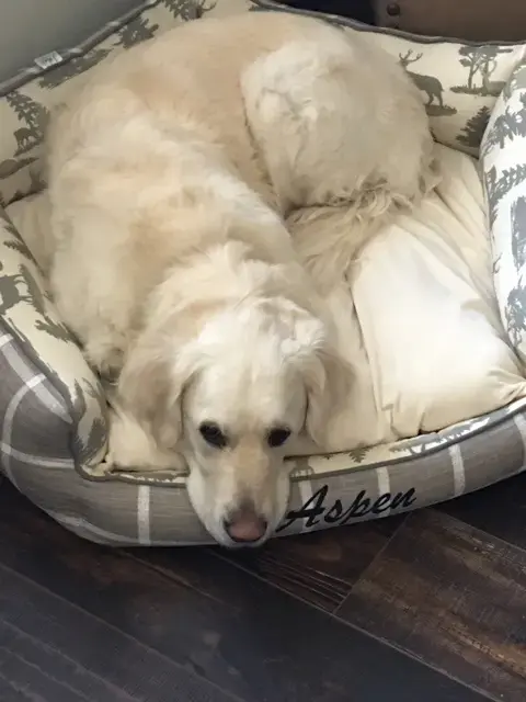 Aspen in their Penthouse Pet Bed, a customer photo