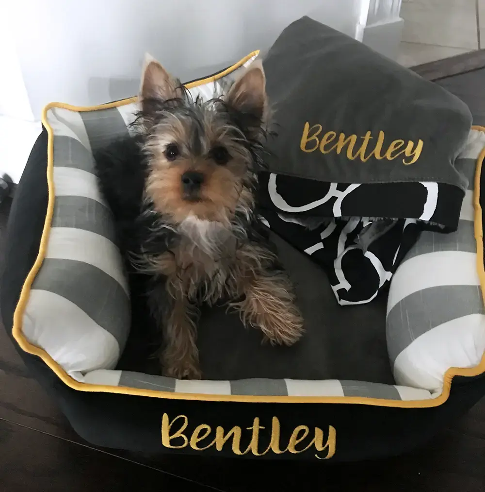 Bentley in their Penthouse Pet Bed, a customer photo