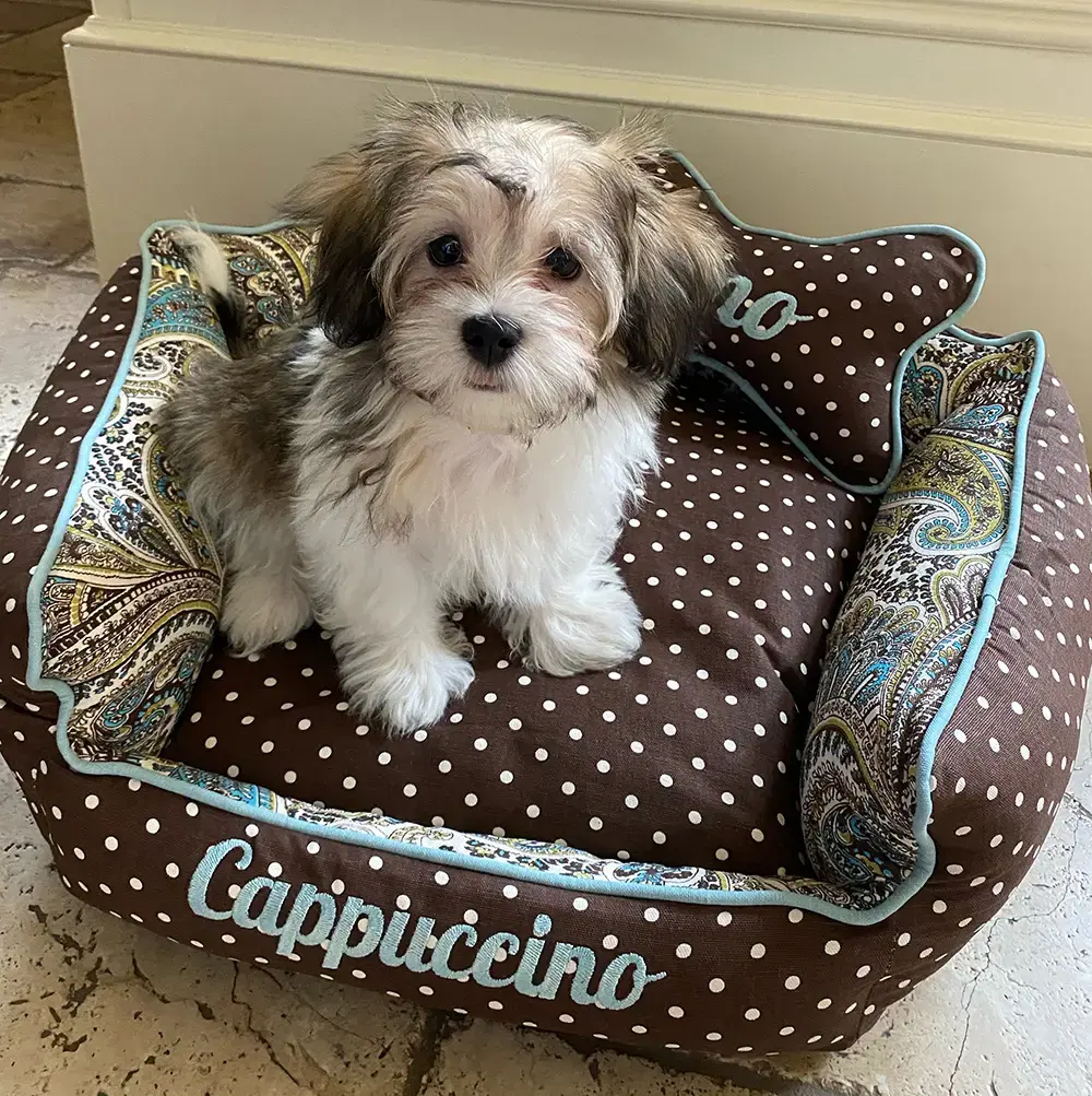 Cappuccino in their Penthouse Pet Bed, a customer photo