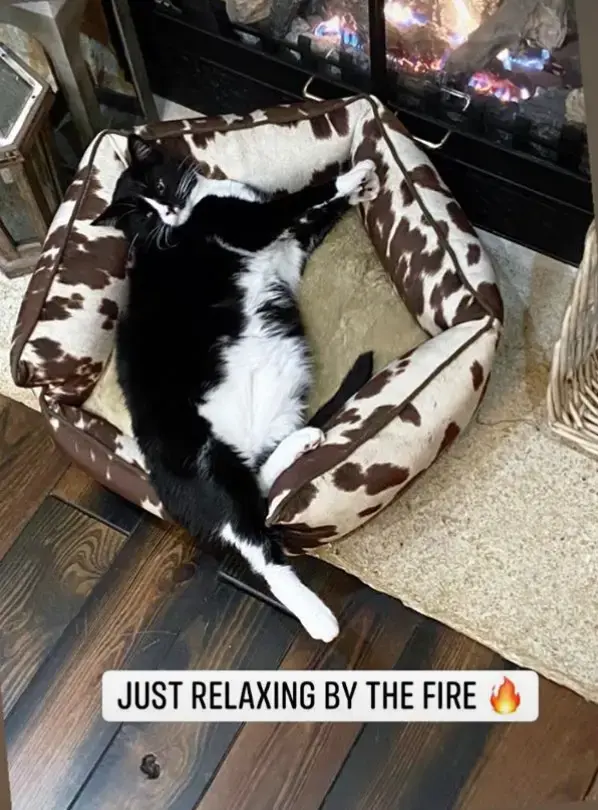 A customer's Penthouse Pet Bed at home