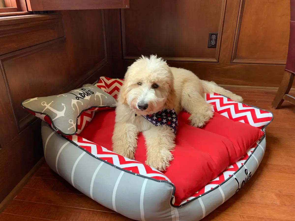 Louis in their Penthouse Pet Bed, a customer photo