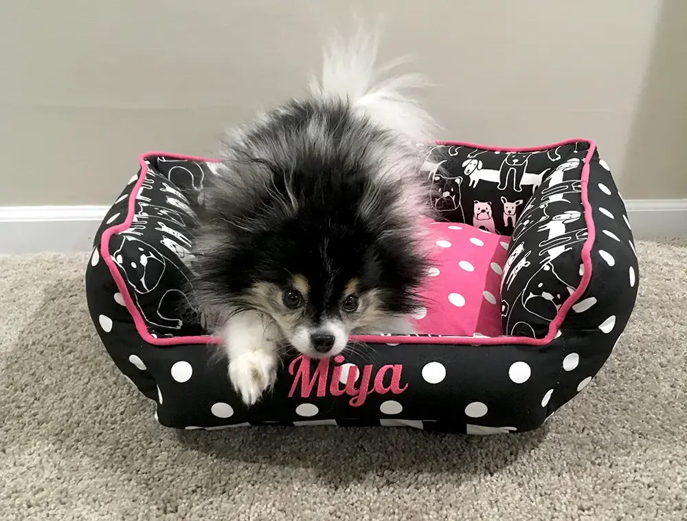 Miya in their Penthouse Pet Bed, a customer photo