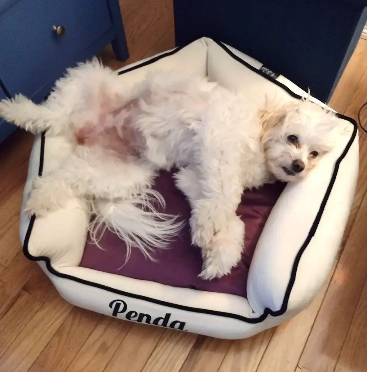 Penda in their Penthouse Pet Bed, a customer photo