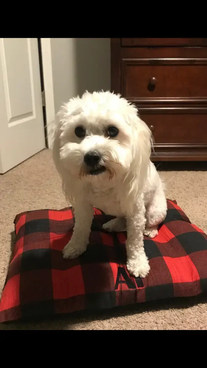 Al in their Pillow Pet Bed, a customer photo