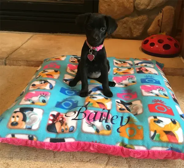 Bailey in their Pillow Pet Bed, a customer photo