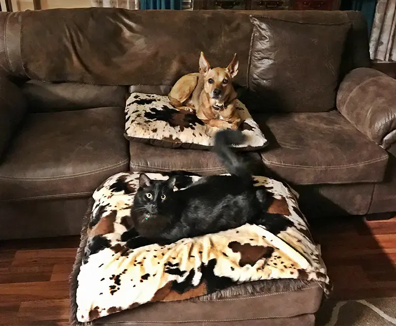 A customer's Pillow Pet Bed: Bed and Blanket