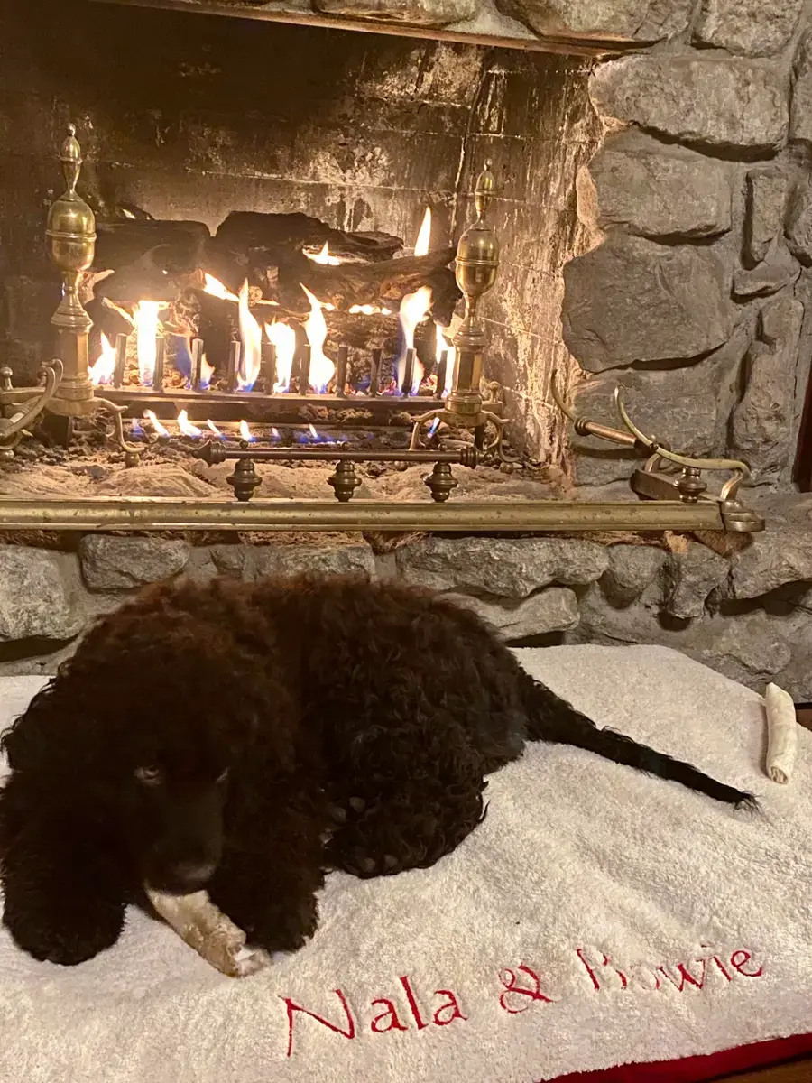 Bowie in their Pillow Pet Bed, a customer photo
