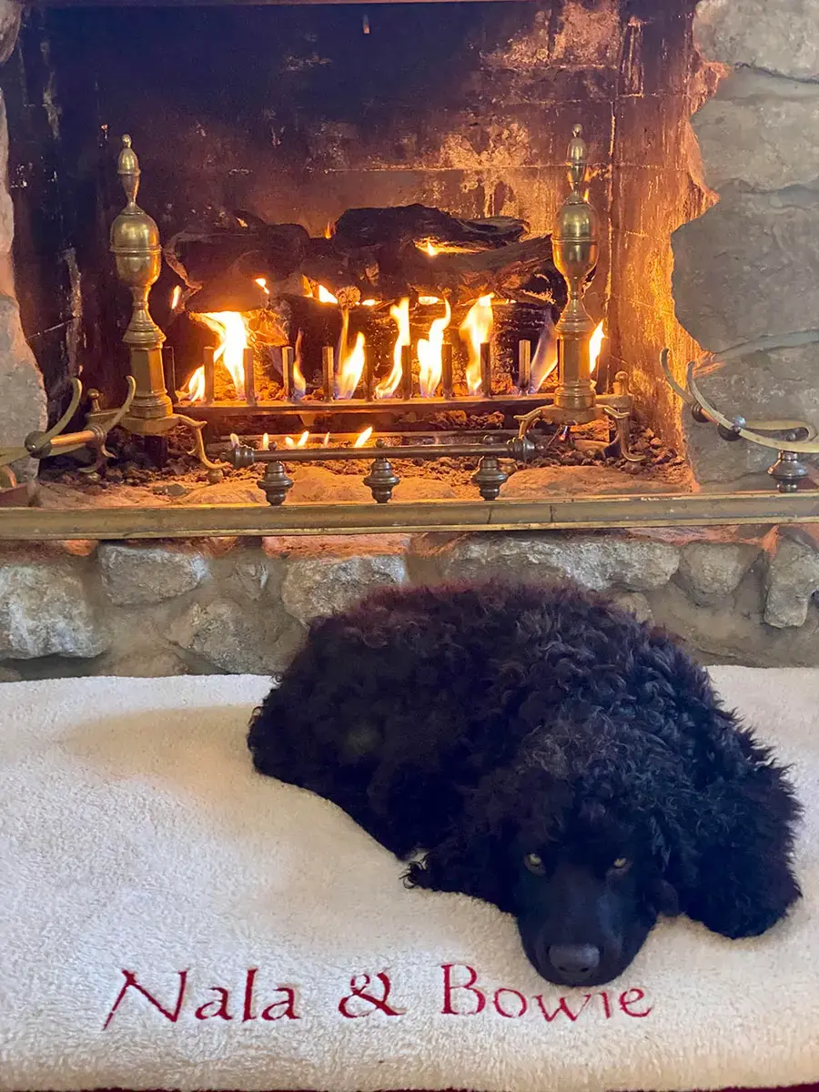 Bowie in their Pillow Pet Bed, a customer photo