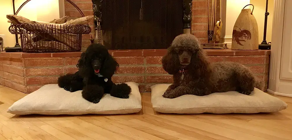 Bridget and Leon in their Pillow Pet Bed, a customer photo