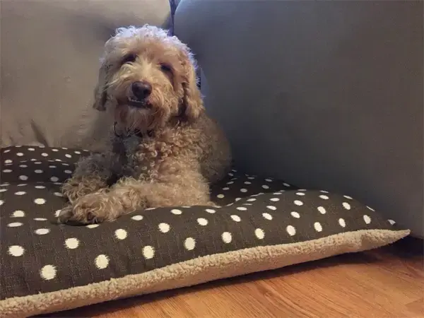 Dixie in their Pillow Pet Bed, a customer photo