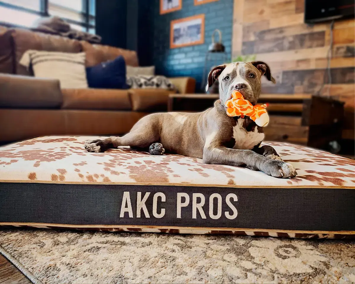 A customer's Rectangle or Square Pet Bed: Absolute KC 3