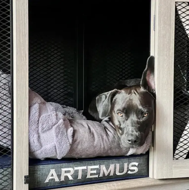 Artemus in their Rectangle or Square Pet Bed, a customer photo
