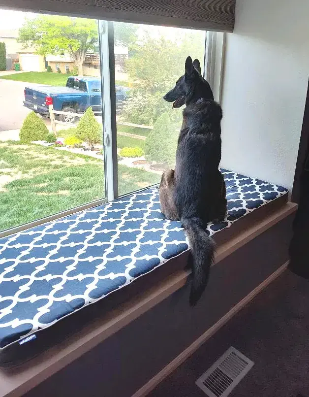 A customer's Rectangle or Square Pet Bed: Bella custom size window cushion