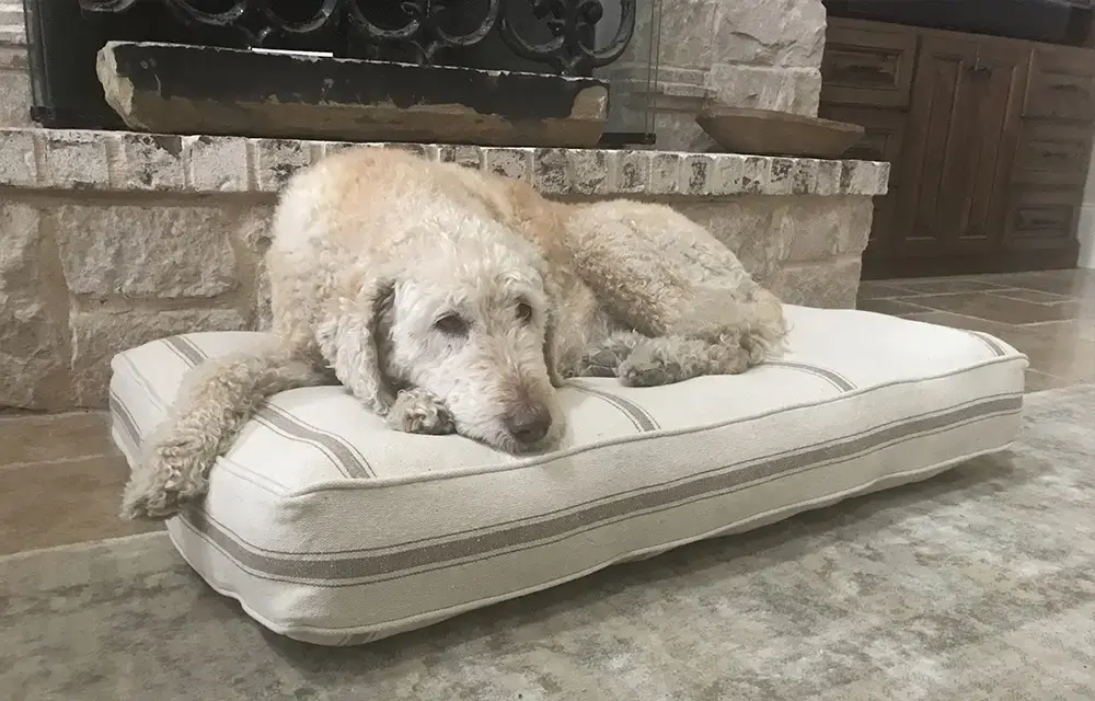 A customer's Rectangle or Square Pet Bed: Bella2 Feedsack