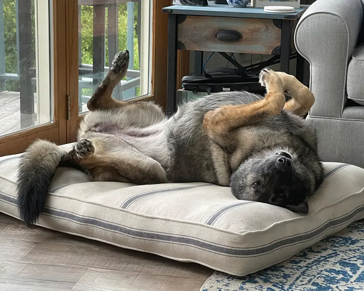 A customer's Rectangle or Square Pet Bed: Blue Feedsack German Shepherd