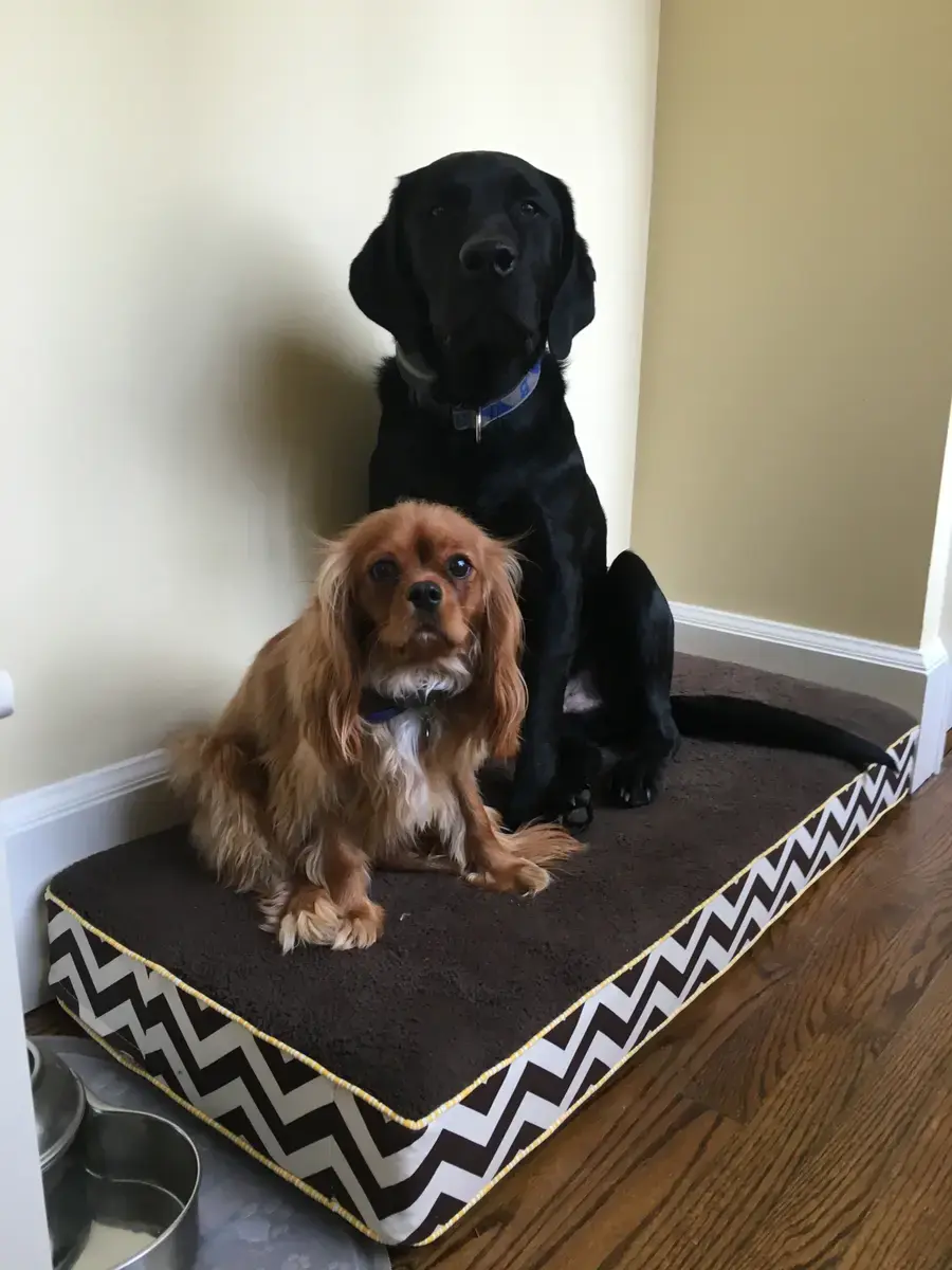 Bo and Shorty in their Rectangle or Square Pet Bed, a customer photo